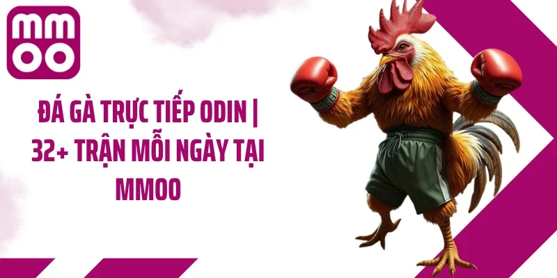 Đá Gà Trực Tiếp ODIN | 32+ Trận Mỗi Ngày Tại MMOO