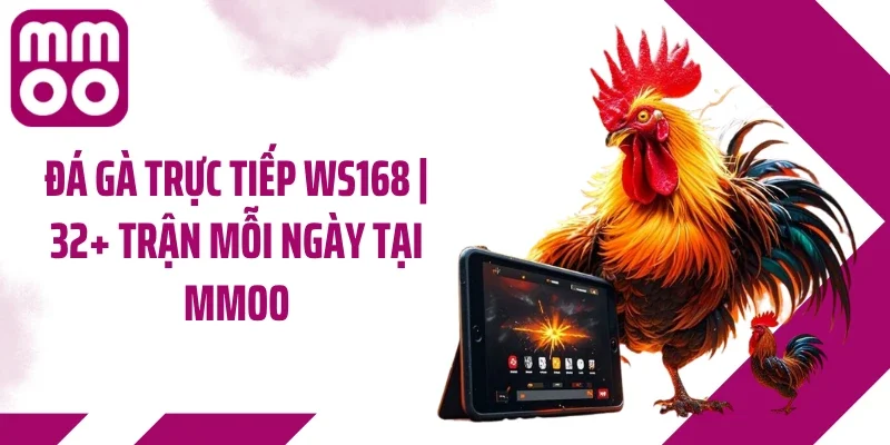 Đá Gà Trực Tiếp WS168 | 32+ Trận Mỗi Ngày Tại MMOO