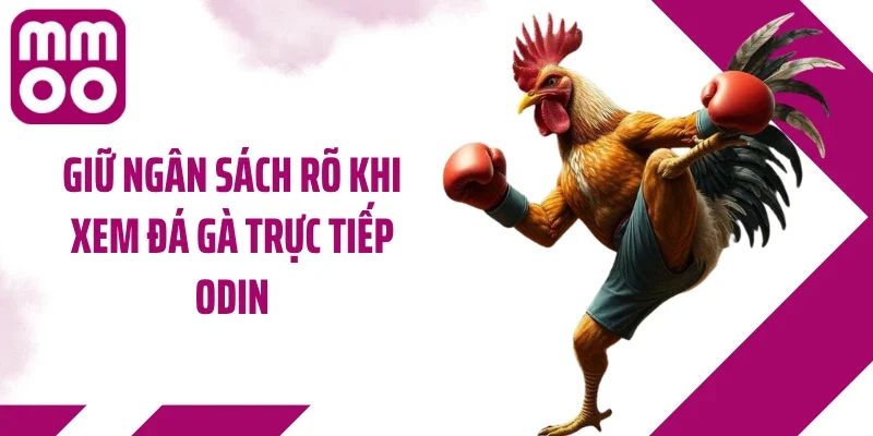 Giữ ngân sách rõ khi xem đá gà trực tiếp ODIN