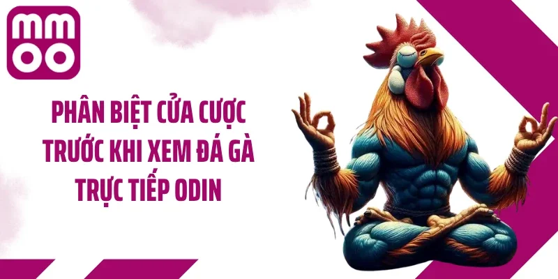 Phân biệt cửa cược trước khi xem đá gà trực tiếp ODIN
