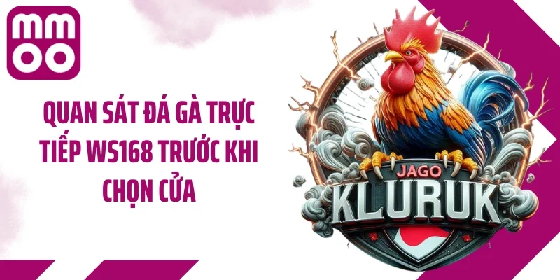 Quan sát đá gà trực tiếp WS168 trước khi chọn cửa