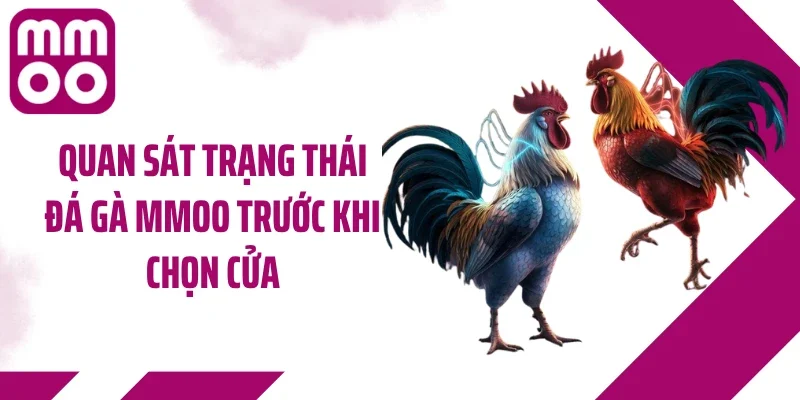 Quan sát trạng thái đá gà MMOO trước khi chọn cửa