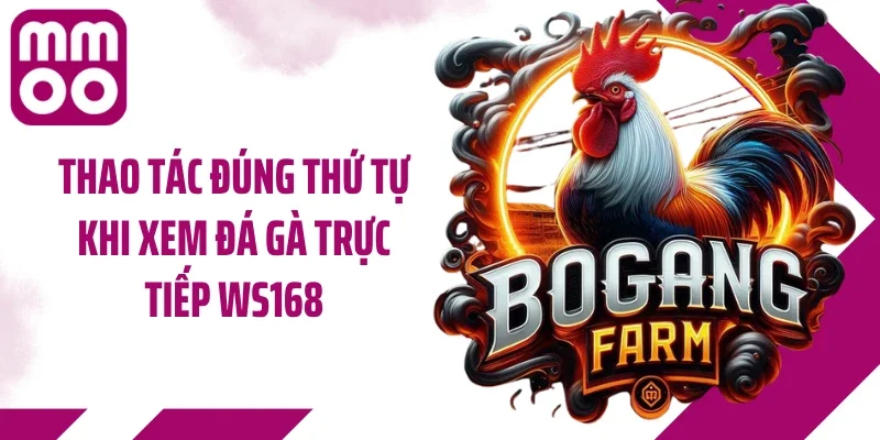 Thao tác đúng thứ tự khi xem đá gà trực tiếp WS168