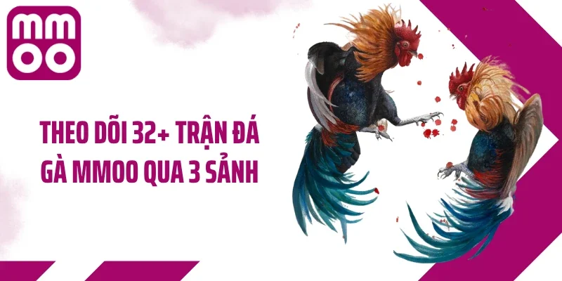 Theo dõi 32+ trận đá gà MMOO qua 3 sảnh