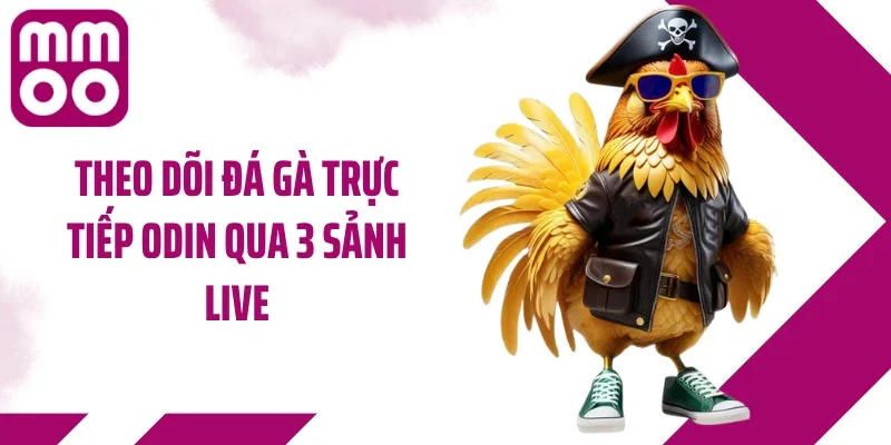 Theo dõi đá gà trực tiếp ODIN qua 3 sảnh live